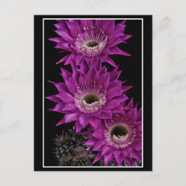 Maria Piazza bis zum dritten Postkarte