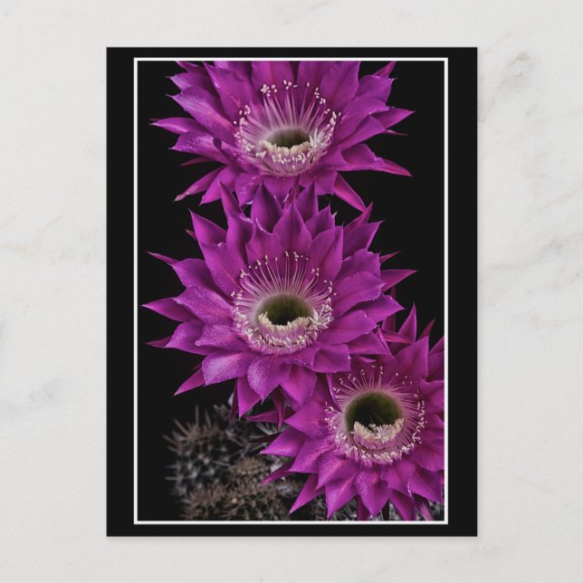 Maria Piazza bis zum dritten Postkarte (Vorderseite)