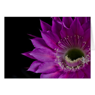 Maria Piazza Cactus fleur en fleurs