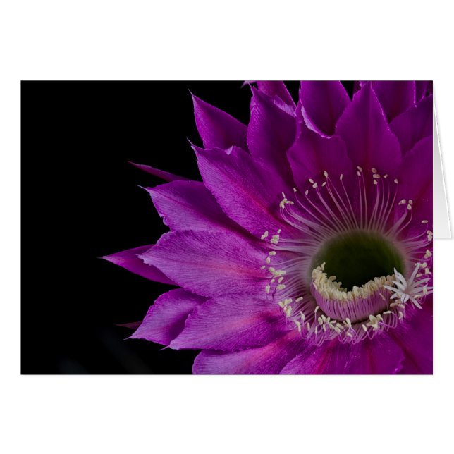 Maria Piazza Cactus fleur en fleurs (Devant horizontal)