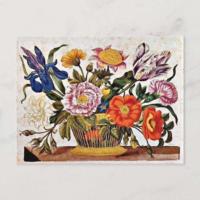 Maria Sibylla Merian - Von der Raupen Wunderbare Postkarte (Vorderseite)