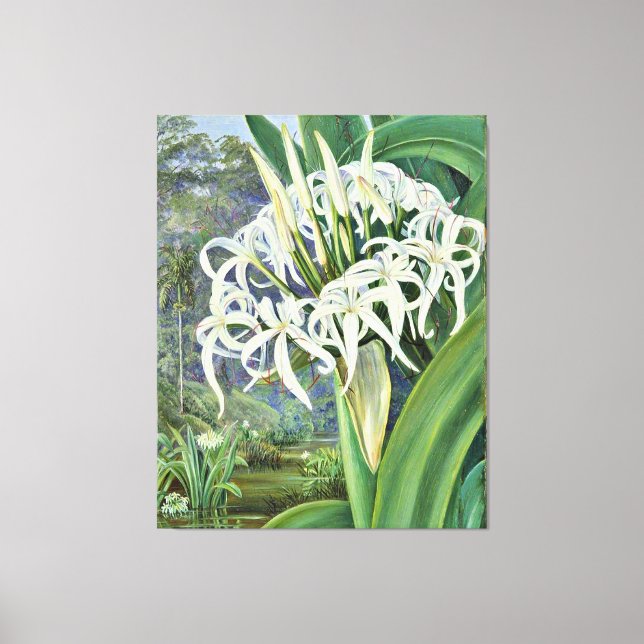 Marianne North - A Bornean Crinum Leinwanddruck (Vorderseite)
