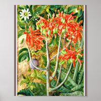 Marianne North - Aloe and Passion Blume