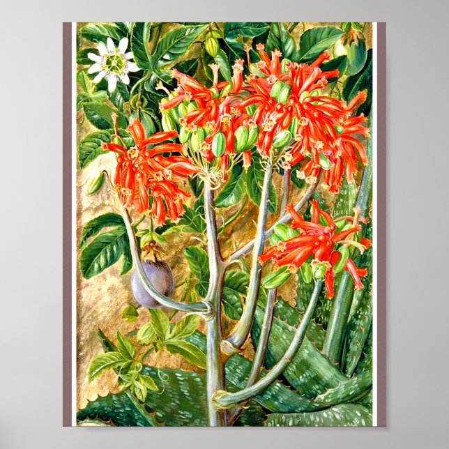 Marianne North - Aloe and Passion Blume Poster (Vorne)