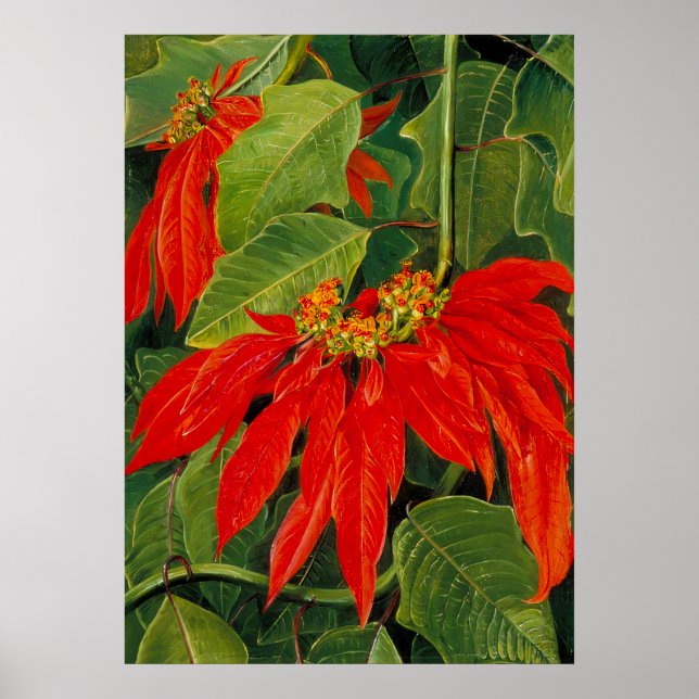 Marianne North - Exotische Landschaft Poster (Vorne)