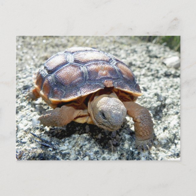 Marianne the Keya :) (Sehr junge Wüste Tortoise) Postkarte (Vorderseite)