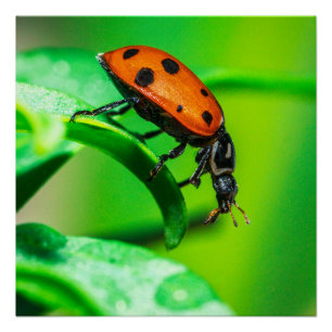 Marienkäfer auf Blatt-Makro-Naturposter Poster