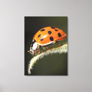 Marienkäfer auf Blatt, Marienkäfer auf Blatt Leinwanddruck