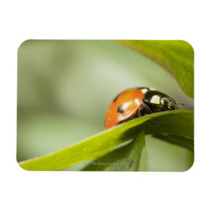 Marienkäfer auf Blatt, Marienkäfer auf Blatt Magnet