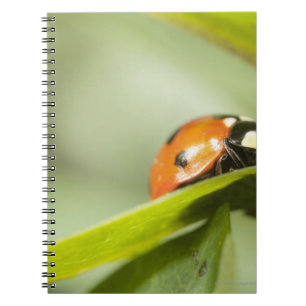 Marienkäfer auf Blatt, Marienkäfer auf Blatt Notizblock