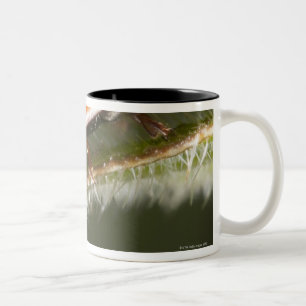 Marienkäfer auf Blatt, Marienkäfer auf Blatt Zweifarbige Tasse