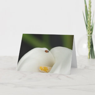 Marienkäfer auf Calla-Lilien-Gruß-Karte Karte