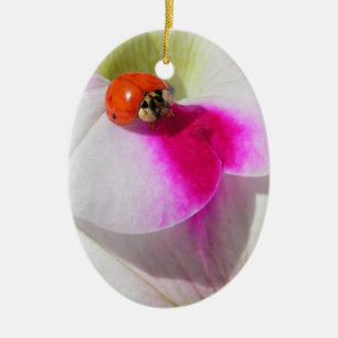 Marienkäfer auf der Petunie - Ornament