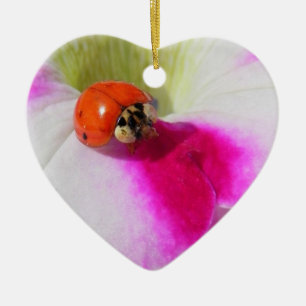 Marienkäfer auf der Petunie - Ornament