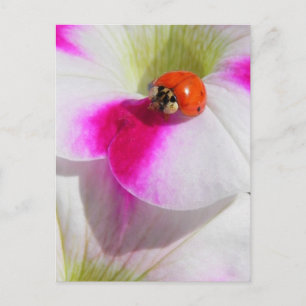 Marienkäfer auf der Petunie Postkarte