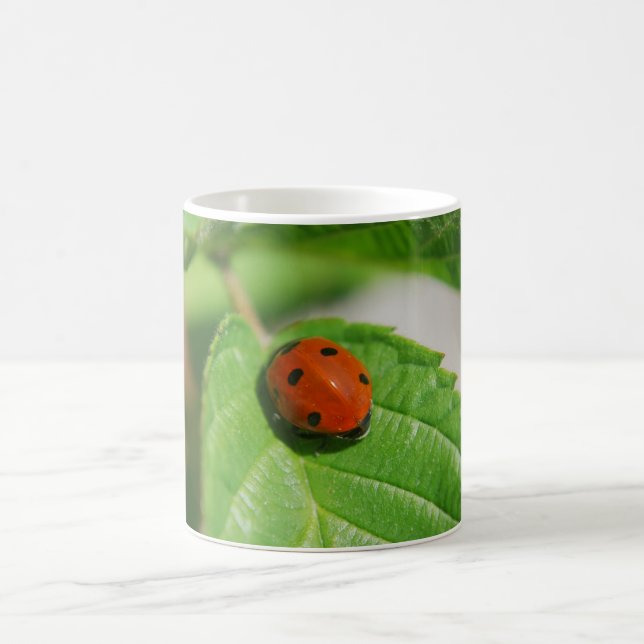 Marienkäfer auf einem Blatt Kaffeetasse (Mittel)