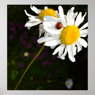 Marienkäfer auf einem Gänseblümchen Poster