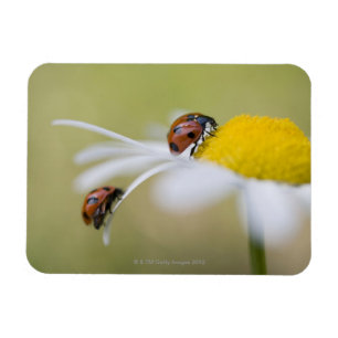 Marienkäfer auf einem Ochsenaugegänseblümchen, Magnet