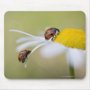 Marienkäfer auf einem Ochsenaugegänseblümchen, Mousepad