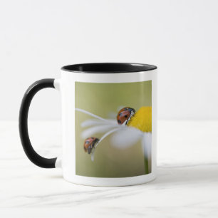 Marienkäfer auf einem Ochsenaugegänseblümchen, Tasse