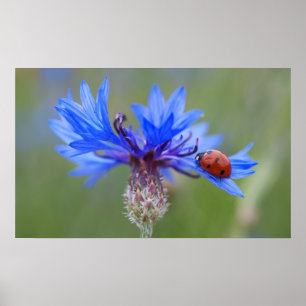 Marienkäfer auf einer blauen Kornblume Poster