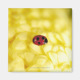 Marienkäfer auf einer gelben Chrysantheme Magnet