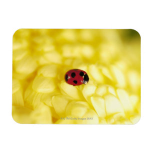 Marienkäfer auf einer gelben Chrysantheme Magnet