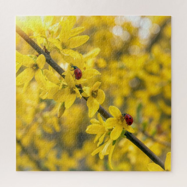 Marienkäfer auf gelbem Forsythienzweig (Vertikal)