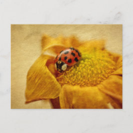 Marienkäfer auf gelber Blüte Postkarte