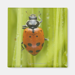 Marienkäfer auf Gras, Nahaufnahme Magnet