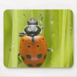 Marienkäfer auf Gras, Nahaufnahme Mousepad