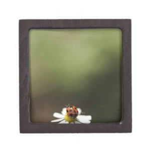 Marienkäfer auf Kamillen-Blume Kiste