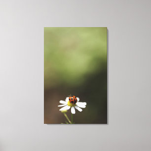 Marienkäfer auf Kamillen-Blume Leinwanddruck