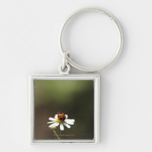 Marienkäfer auf Kamillen-Blume Schlüsselanhänger