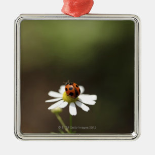 Marienkäfer auf Kamillen-Blume Silbernes Ornament