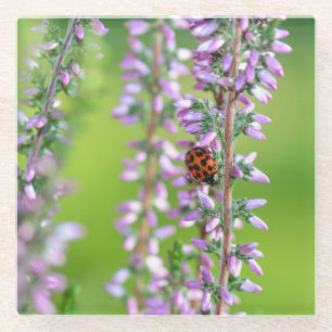 Marienkäfer auf lila Blumen   Glasuntersetzer