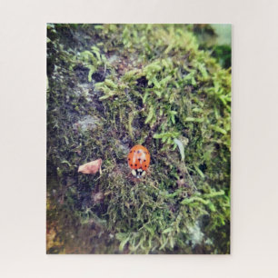 Marienkäfer auf Moos Fotografie