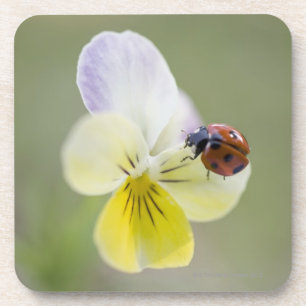 Marienkäfer auf Pansy, Biei, Hokkaido, Japan Getränkeuntersetzer