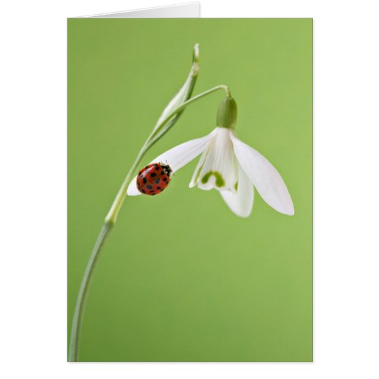 Marienkäfer auf snowdrop karte