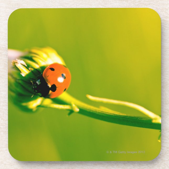 Marienkäfer auf Sprig Getränkeuntersetzer (Vorderseite)