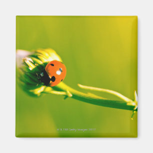 Marienkäfer auf Sprig Magnet