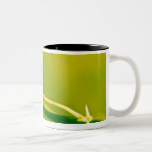 Marienkäfer auf Sprig Zweifarbige Tasse