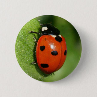 Marienkäfer Button