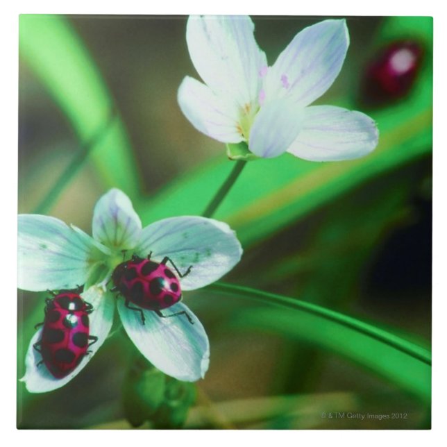Marienkäfer Fliese (Vorderseite)