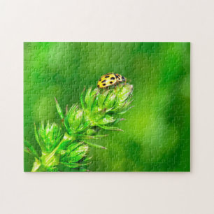 Marienkäfer ganz oben !