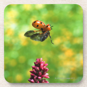 Marienkäfer Getränkeuntersetzer