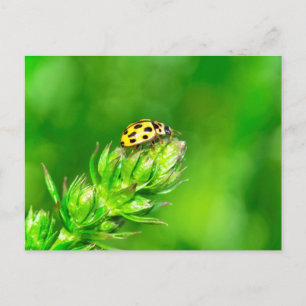 Marienkäfer in Grüner Natur Postkarte