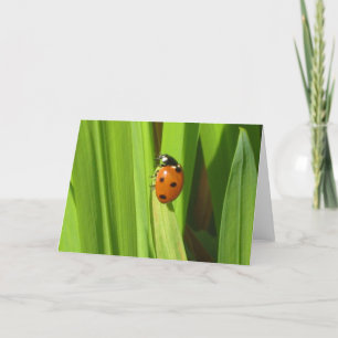 Marienkäfer-Insekten-FarbFoto-Bild-Gruß-Karte Karte