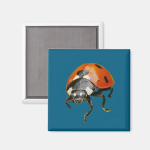 Marienkäfer-Magnet Magnet