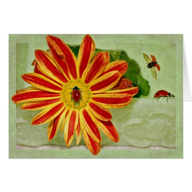 Marienkäfer-Marienkäfer-Marienkäfer! (Vorderseite (Horizontal))